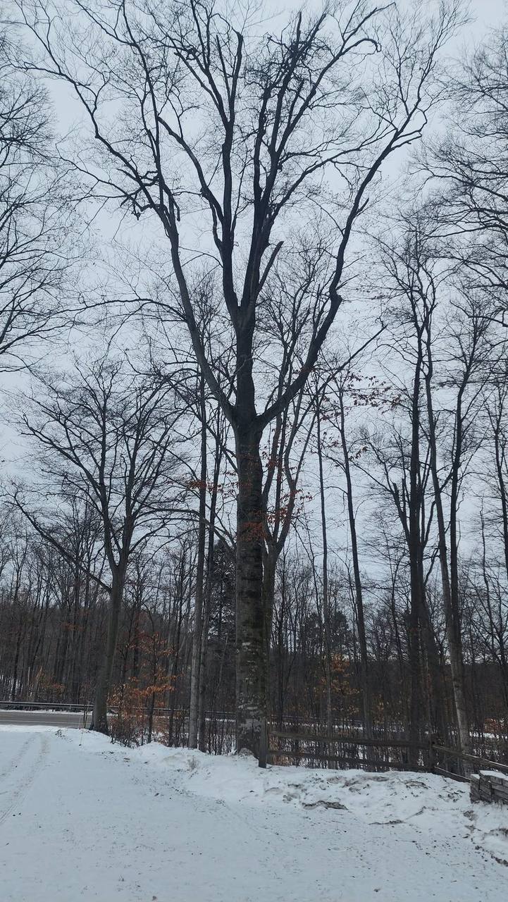 Canopy pruning on a tall tree