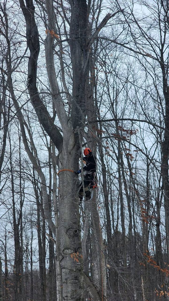 Climber thinning branches