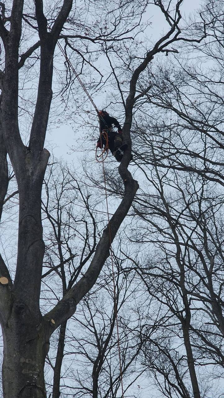Elite Timber climber roped high in a hardwood, pruning the upper canopy
