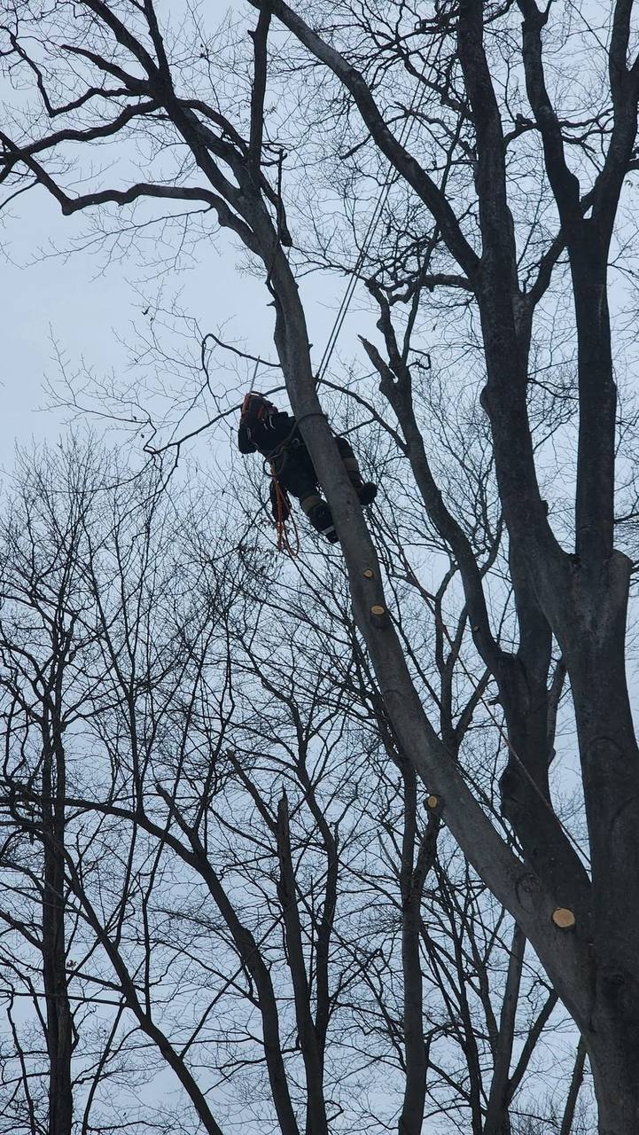 Pruning the upper canopy