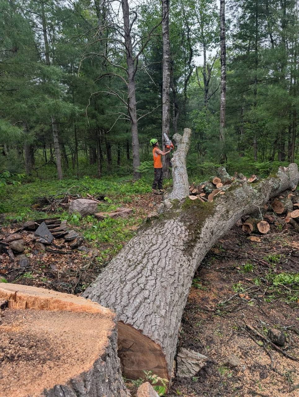 Elite Timber stump grinding job in Northern Michigan