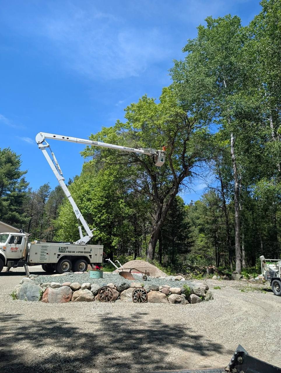 Elite Timber stump grinding job in Northern Michigan
