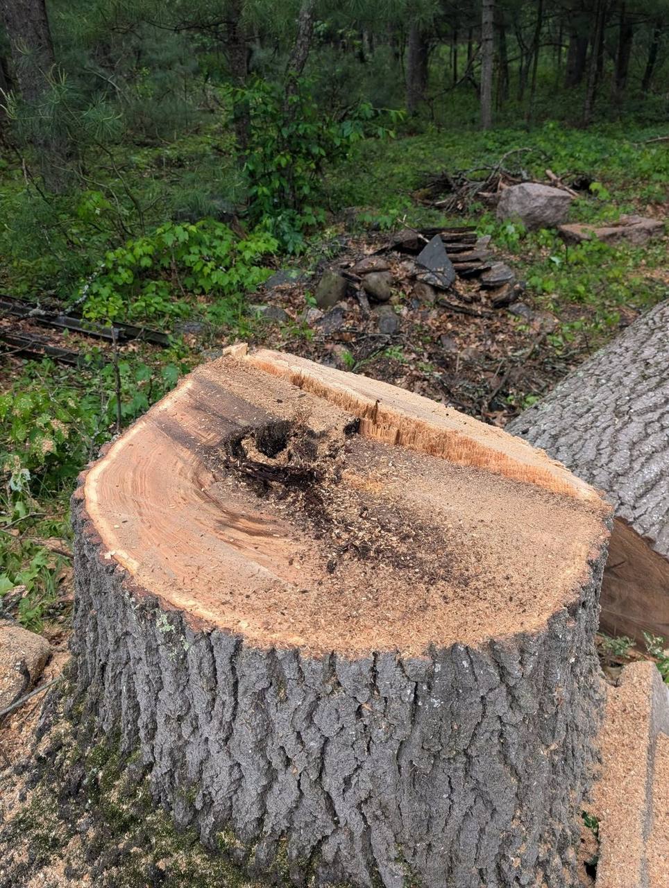 Elite Timber stump grinding job in Northern Michigan