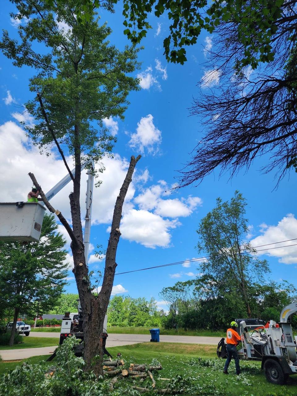 Elite Timber tree removal job in Northern Michigan