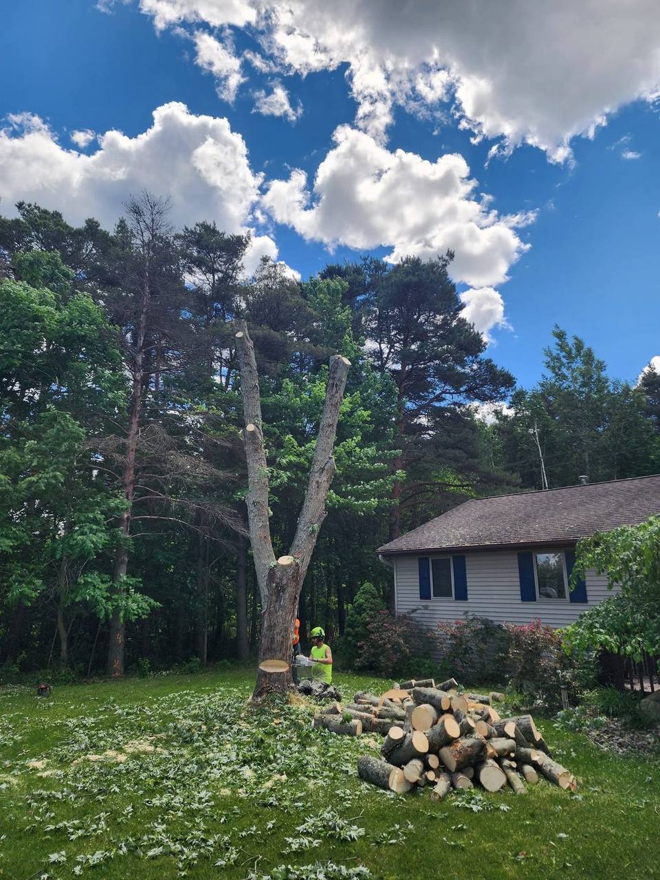 Elite Timber tree removal job in Northern Michigan