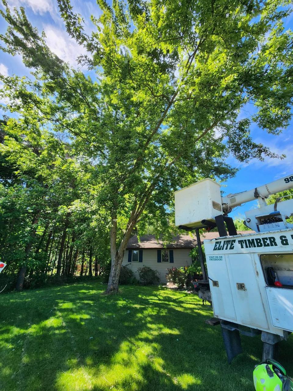 The branded Elite Timber & Tree Service bucket truck on a residential job