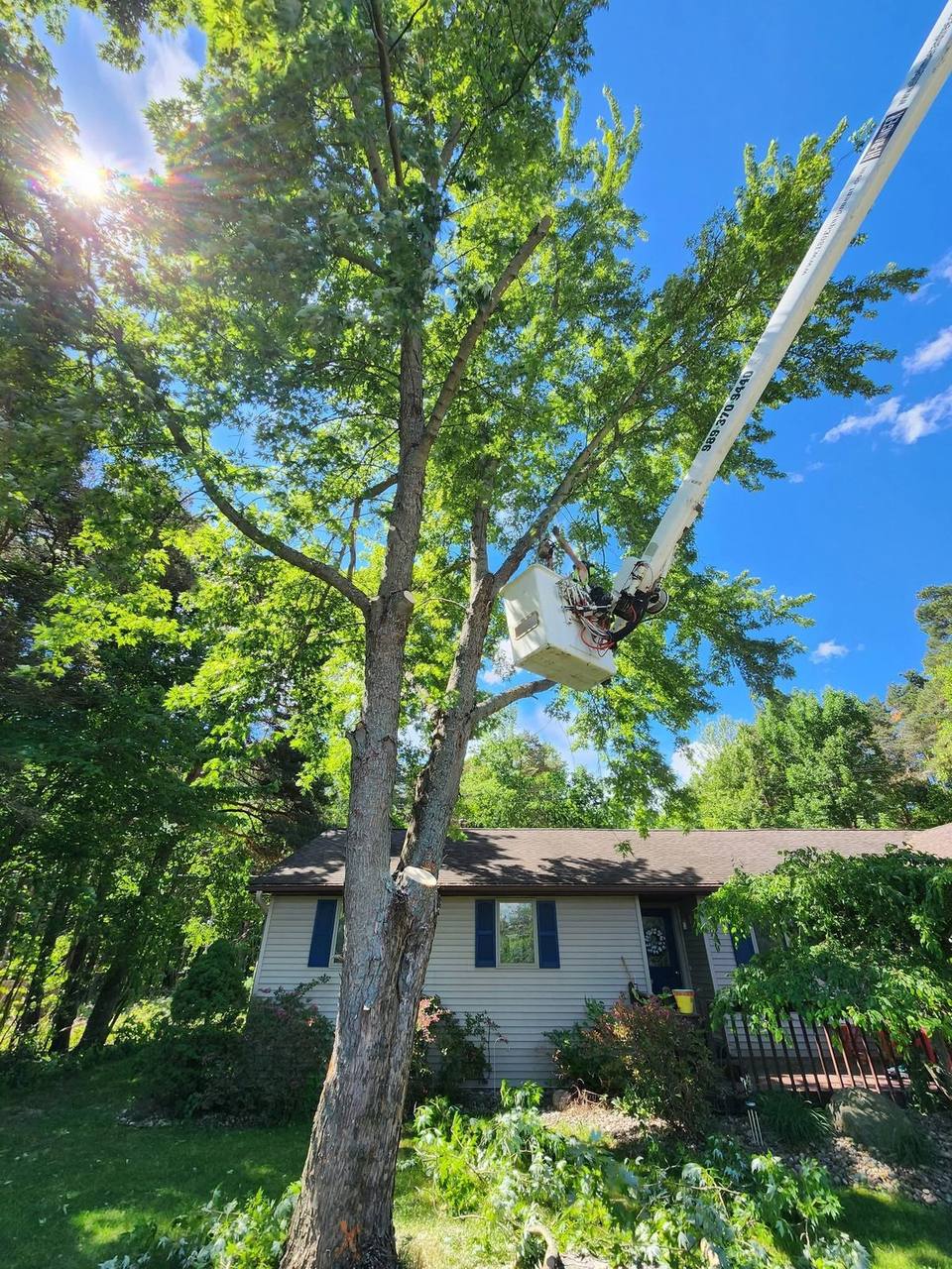 Shaping a tree crown