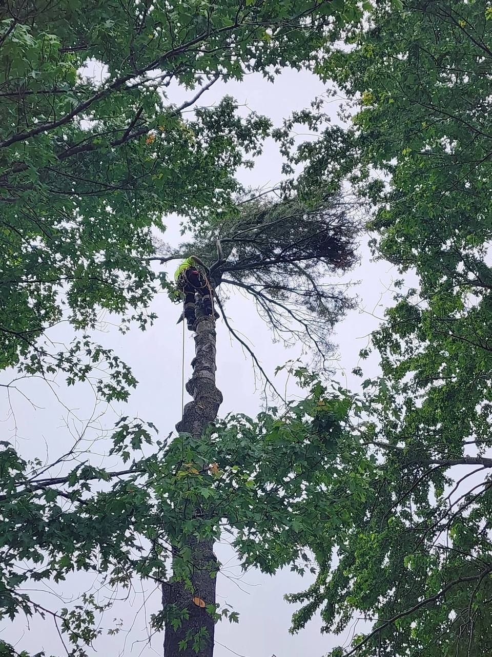 Tree trimming on a residential property